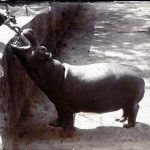 Nielpferd-fütterung, Bombay