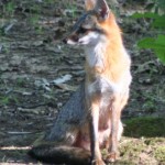 Gray Fox in the Sun