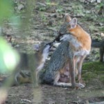 Gray Fox with Pup