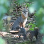 Gray Fox with Pups